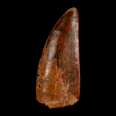 1.9" Carcharodontosaurus Fossil Tooth Cretaceous Dinosaur Morocco COA, Display - Fossil Age Minerals