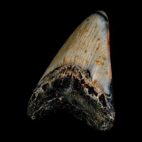 3.4" Quality Megalodon Shark Tooth Serrated Fossil Natural Miocene Age COA - Fossil Age Minerals