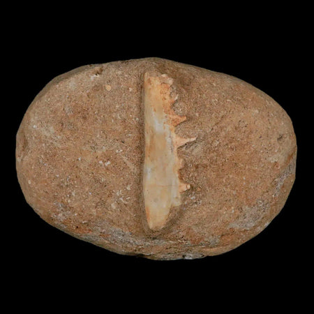 2.1" Saber Toothed Herring Fossil Tooth Jaw Section Enchodus Libycus Cretaceous Age