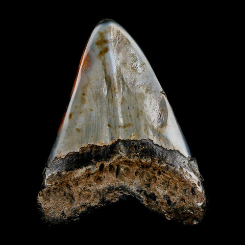 3.4" Quality Megalodon Shark Tooth Serrated Fossil Natural Miocene Age COA - Fossil Age Minerals