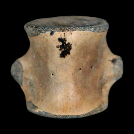 0.8" Champsosaurus Gigas Reptile Fossil Vertebrae Cretaceous Hell Creek FM MT COA