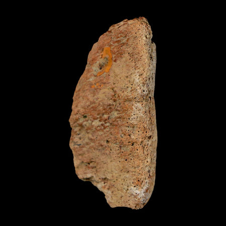 1.7" Ankylosaurus Fossil Dermal Scute Bone Hell Creek FM Cretaceous Dinosaur MT COA