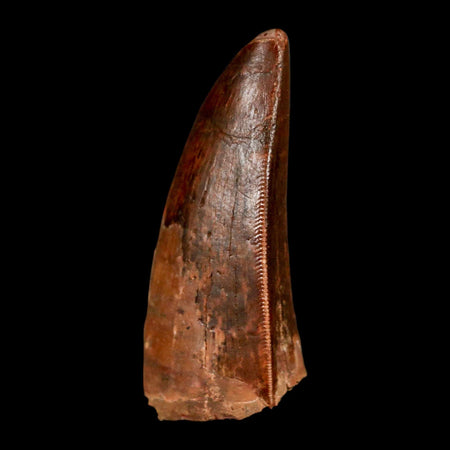 1.9" Carcharodontosaurus Fossil Tooth Cretaceous Dinosaur Morocco COA, Display