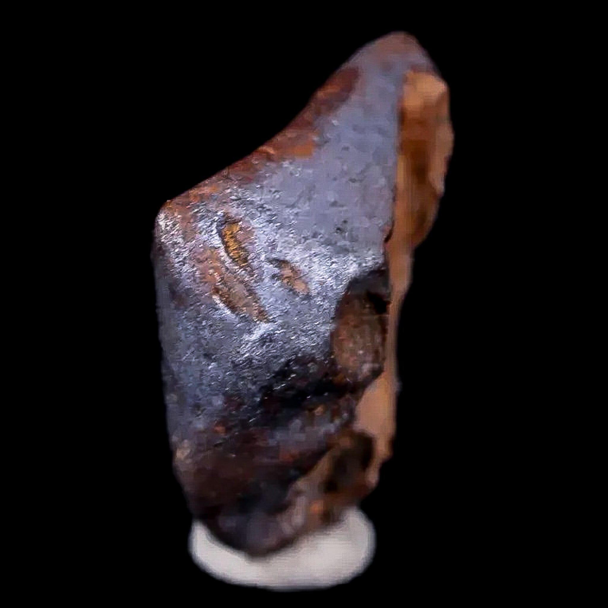 0.5" Chasmosaurus Fossil Tooth Judith River FM Cretaceous Dinosaur MT COA Display - Fossil Age Minerals