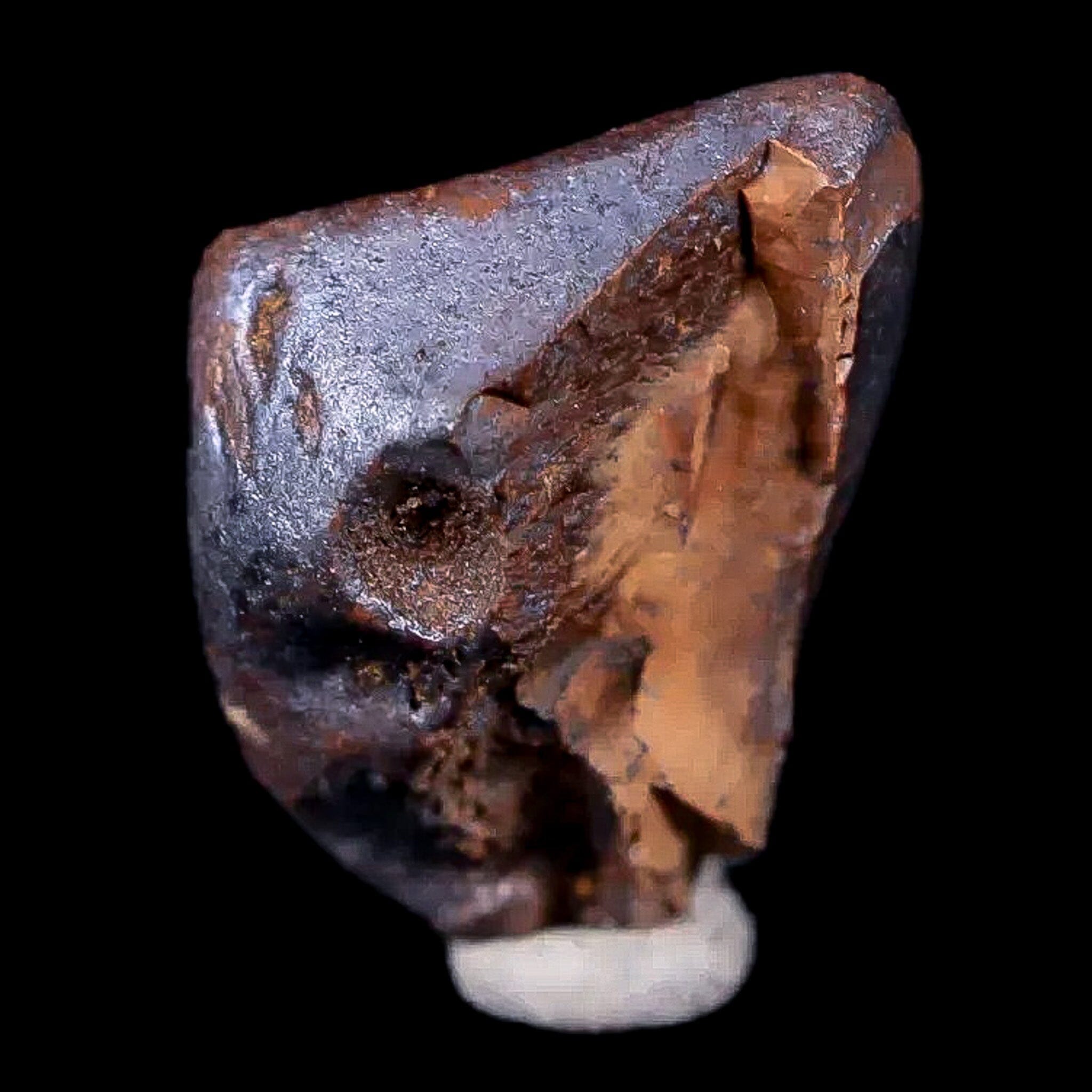 0.5" Chasmosaurus Fossil Tooth Judith River FM Cretaceous Dinosaur MT COA Display - Fossil Age Minerals