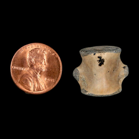 0.8" Champsosaurus Gigas Reptile Fossil Vertebrae Cretaceous Hell Creek FM MT COA