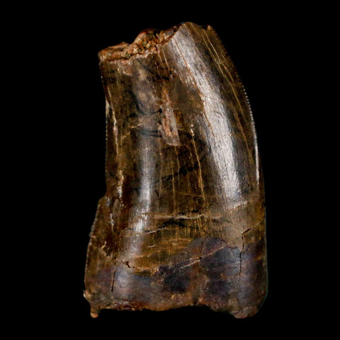 1.1" Tyrannosaur Serrated Fossil Tooth Cretaceous Dinosaur Judith River FM MT COA - Fossil Age Minerals