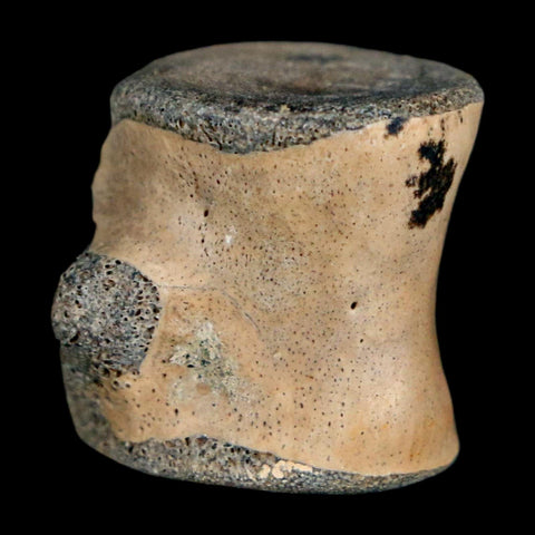 0.8" Champsosaurus Gigas Reptile Fossil Vertebrae Cretaceous Hell Creek FM MT COA