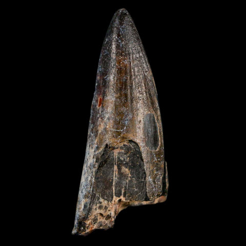2.1" Sarcosuchus Imperator Crocodile Fossil Tooth Elrhaz FM Cretaceous Niger COA - Fossil Age Minerals