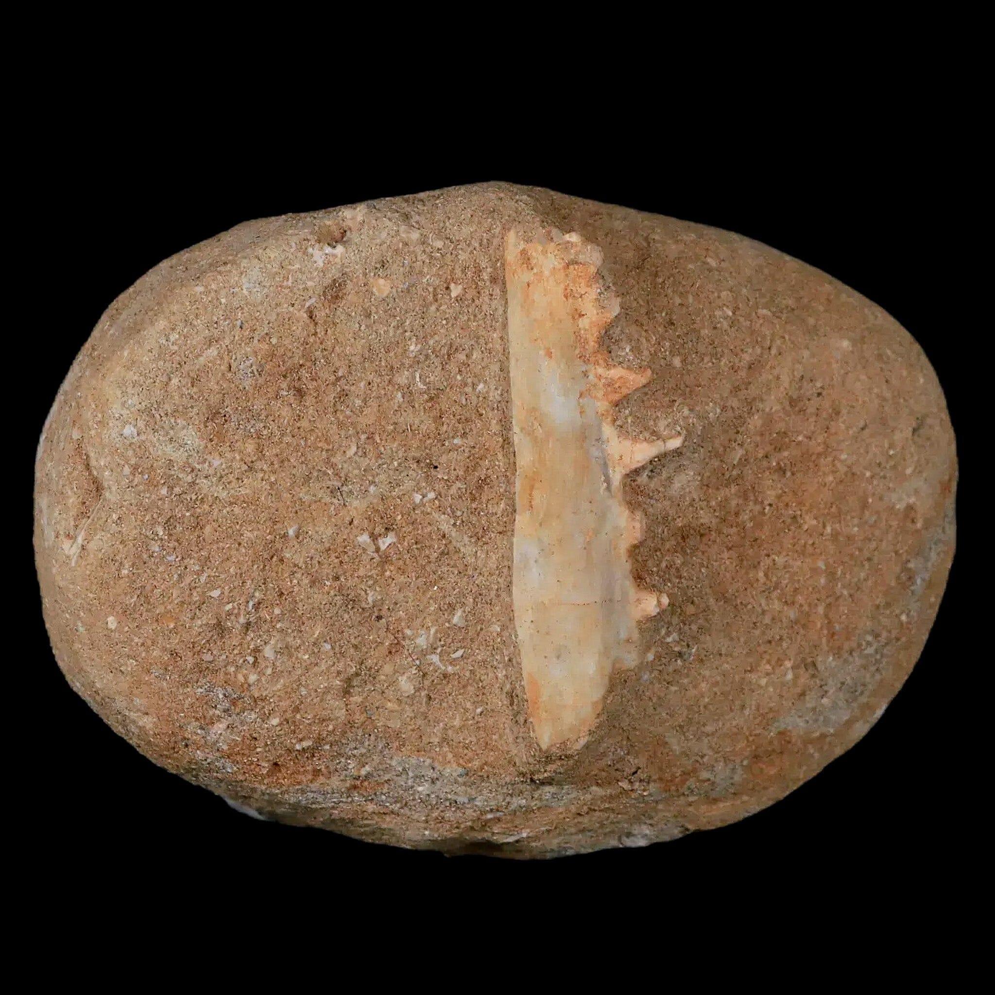 2.1" Saber Toothed Herring Fossil Tooth Jaw Section Enchodus Libycus Cretaceous Age - Fossil Age Minerals