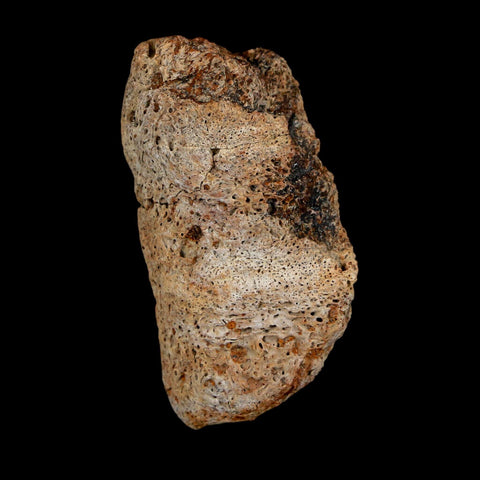 1.7" Ankylosaurus Fossil Dermal Scute Bone Hell Creek FM Cretaceous Dinosaur MT COA