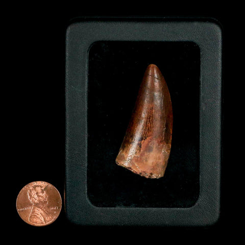 1.9" Carcharodontosaurus Fossil Tooth Cretaceous Dinosaur Morocco COA, Display - Fossil Age Minerals