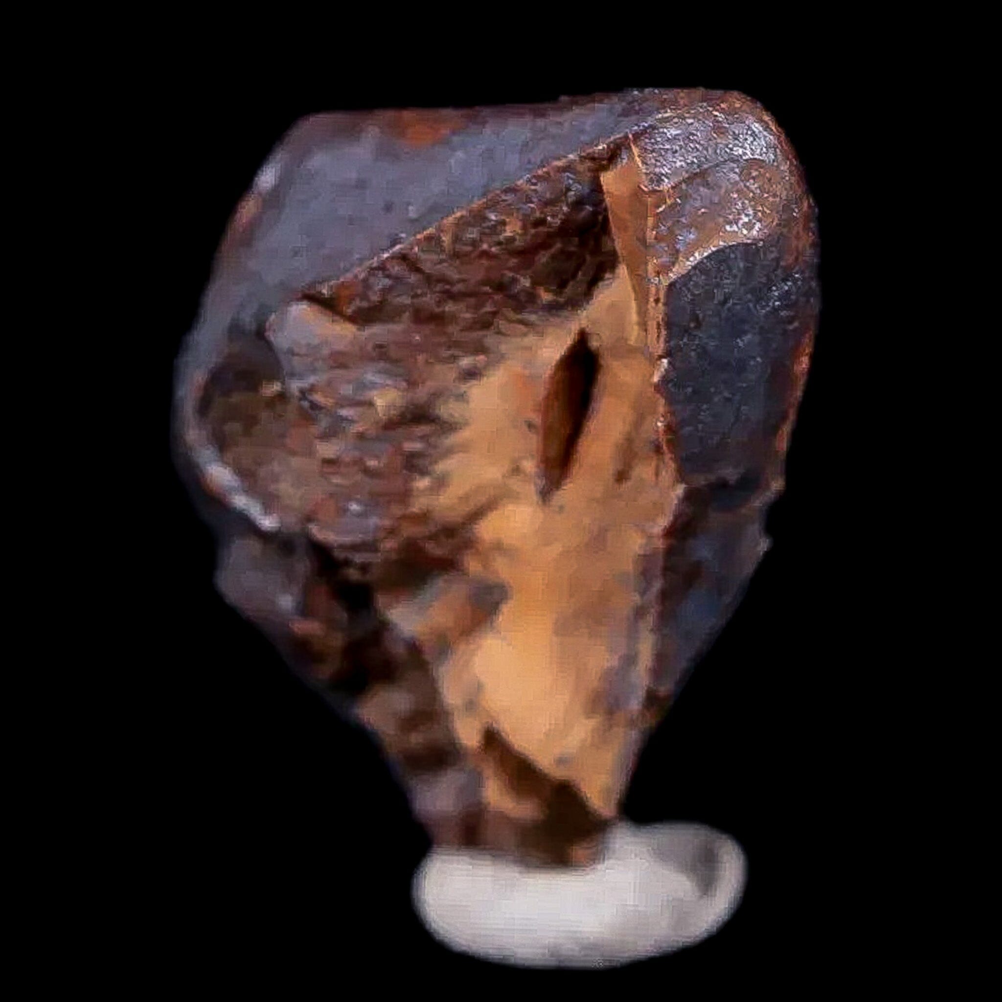 0.5" Chasmosaurus Fossil Tooth Judith River FM Cretaceous Dinosaur MT COA Display - Fossil Age Minerals