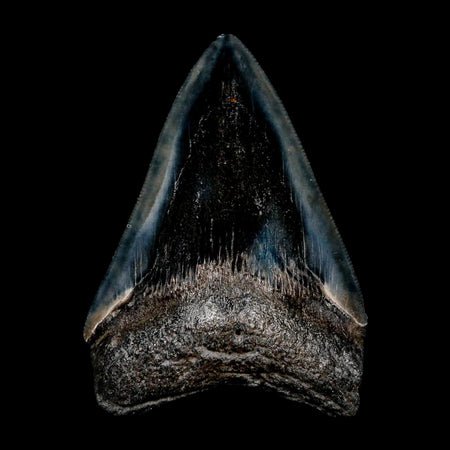 3" Quality Megalodon Shark Tooth Serrated Fossil Natural Miocene Age COA