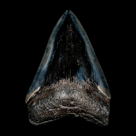 3" Quality Megalodon Shark Tooth Serrated Fossil Natural Miocene Age COA - Fossil Age Minerals