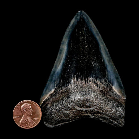 3" Quality Megalodon Shark Tooth Serrated Fossil Natural Miocene Age COA - Fossil Age Minerals