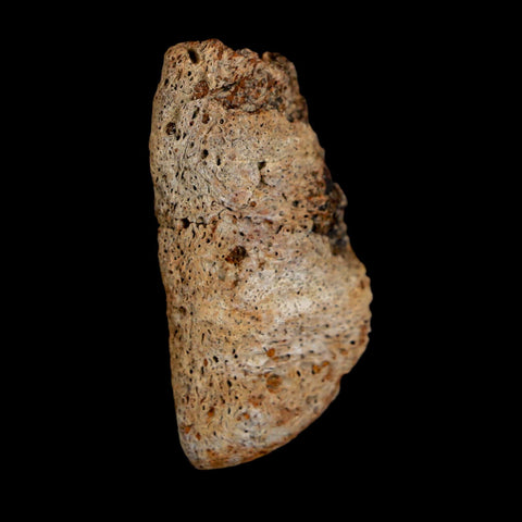 1.7" Ankylosaurus Fossil Dermal Scute Bone Hell Creek FM Cretaceous Dinosaur MT COA
