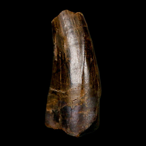1.1" Tyrannosaur Serrated Fossil Tooth Cretaceous Dinosaur Judith River FM MT COA - Fossil Age Minerals