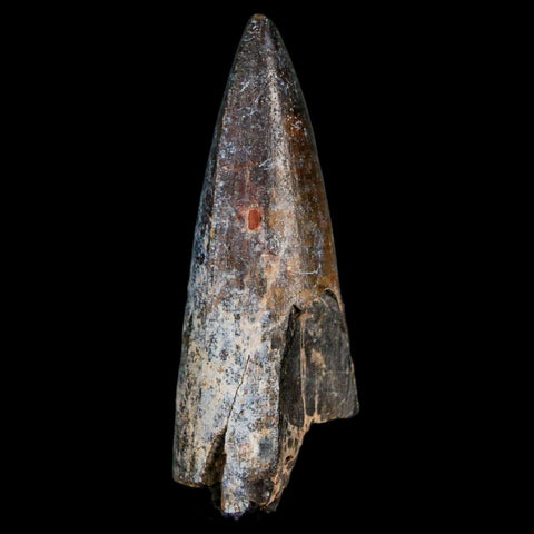 2.1" Sarcosuchus Imperator Crocodile Fossil Tooth Elrhaz FM Cretaceous Niger COA - Fossil Age Minerals
