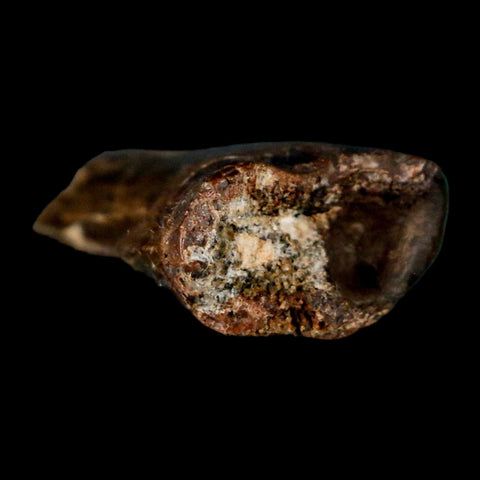 1.1" Tyrannosaur Serrated Fossil Tooth Cretaceous Dinosaur Judith River FM MT COA - Fossil Age Minerals