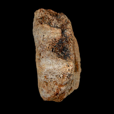 1.7" Ankylosaurus Fossil Dermal Scute Bone Hell Creek FM Cretaceous Dinosaur MT COA