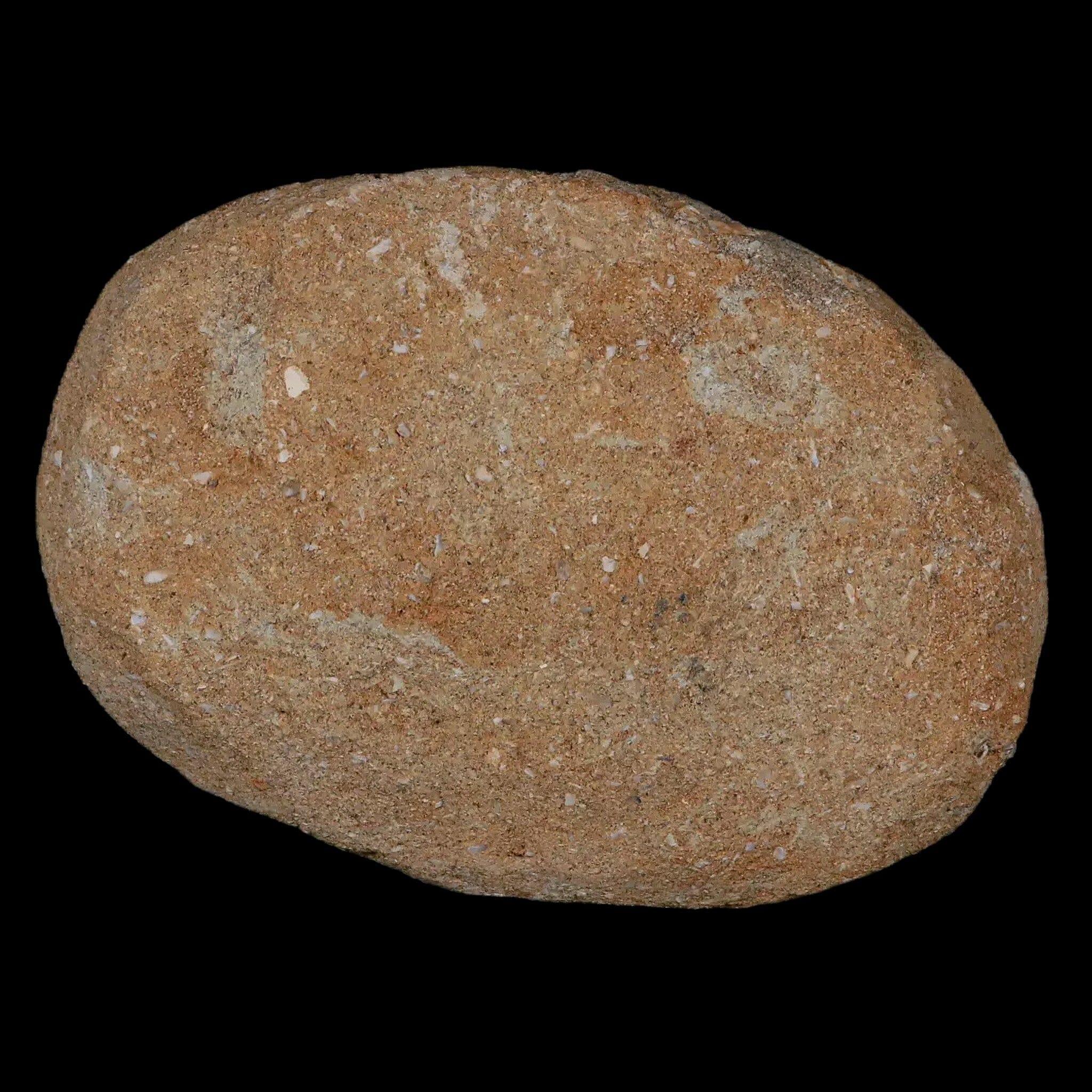 2.1" Saber Toothed Herring Fossil Tooth Jaw Section Enchodus Libycus Cretaceous Age - Fossil Age Minerals