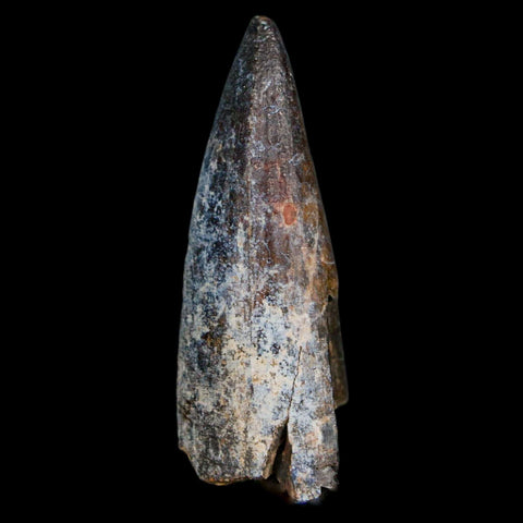 2.1" Sarcosuchus Imperator Crocodile Fossil Tooth Elrhaz FM Cretaceous Niger COA - Fossil Age Minerals