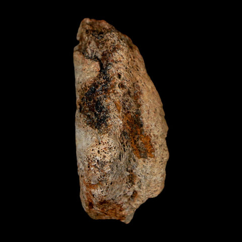 1.7" Ankylosaurus Fossil Dermal Scute Bone Hell Creek FM Cretaceous Dinosaur MT COA