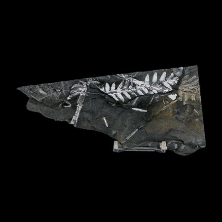 6.1" Alethopteris Fern Plant Leaf Fossil Carboniferous Age Llewellyn FM ST Clair, PA