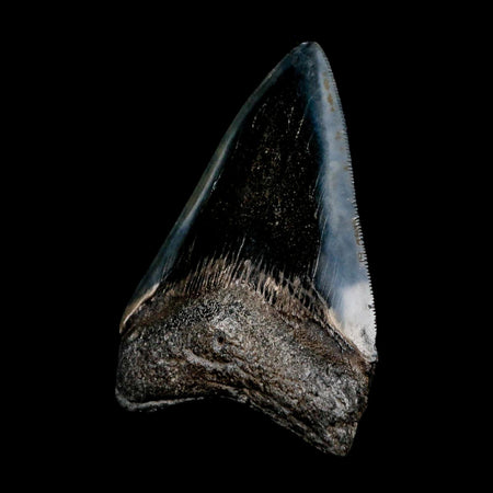 3" Quality Megalodon Shark Tooth Serrated Fossil Natural Miocene Age COA