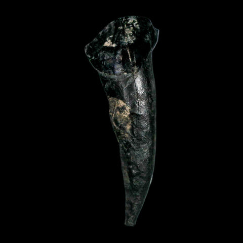 1.3" Tapir Tapirus Veroensis Fossil Tooth Pleistocene Age Withlacoochee River FL Display - Fossil Age Minerals