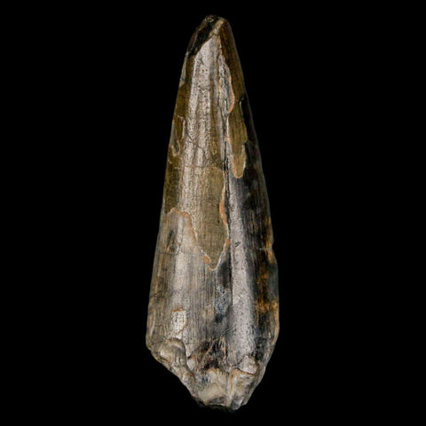 2.4" Sarcosuchus Imperator Crocodile Fossil Tooth Elrhaz FM Cretaceous Niger COA - Fossil Age Minerals