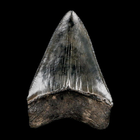 3" Quality Megalodon Shark Tooth Serrated Fossil Natural Miocene Age COA - Fossil Age Minerals