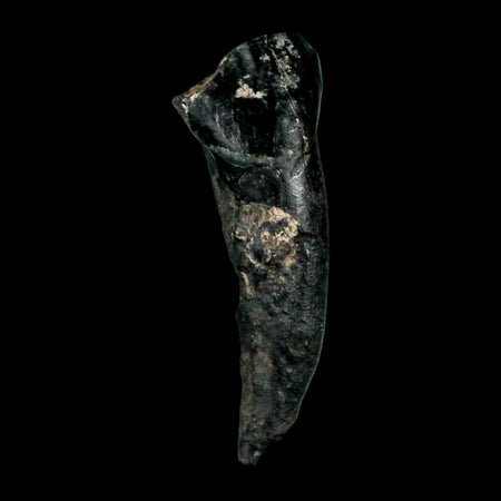 1.3" Tapir Tapirus Veroensis Fossil Tooth Pleistocene Age Withlacoochee River FL Display