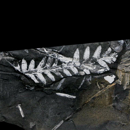 6.1" Alethopteris Fern Plant Leaf Fossil Carboniferous Age Llewellyn FM ST Clair, PA