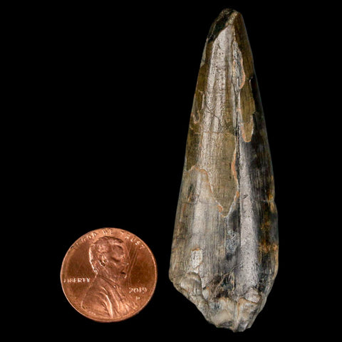 2.4" Sarcosuchus Imperator Crocodile Fossil Tooth Elrhaz FM Cretaceous Niger COA - Fossil Age Minerals