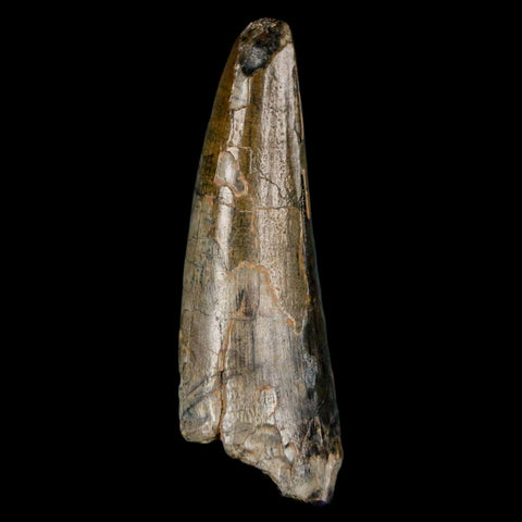 2.4" Sarcosuchus Imperator Crocodile Fossil Tooth Elrhaz FM Cretaceous Niger COA - Fossil Age Minerals