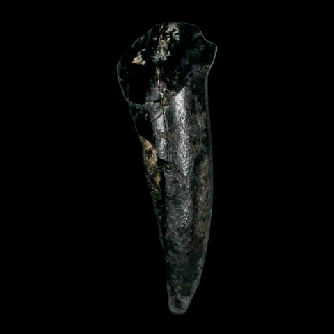 1.3" Tapir Tapirus Veroensis Fossil Tooth Pleistocene Age Withlacoochee River FL Display - Fossil Age Minerals