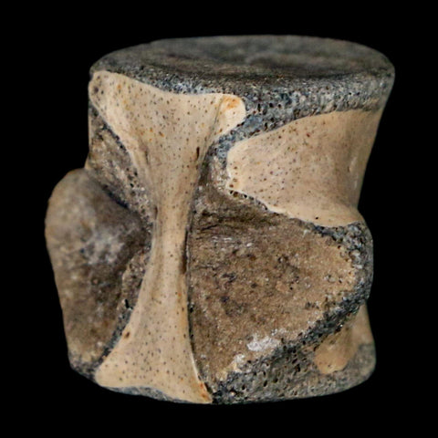 0.8" Champsosaurus Gigas Reptile Fossil Vertebrae Cretaceous Hell Creek FM MT COA