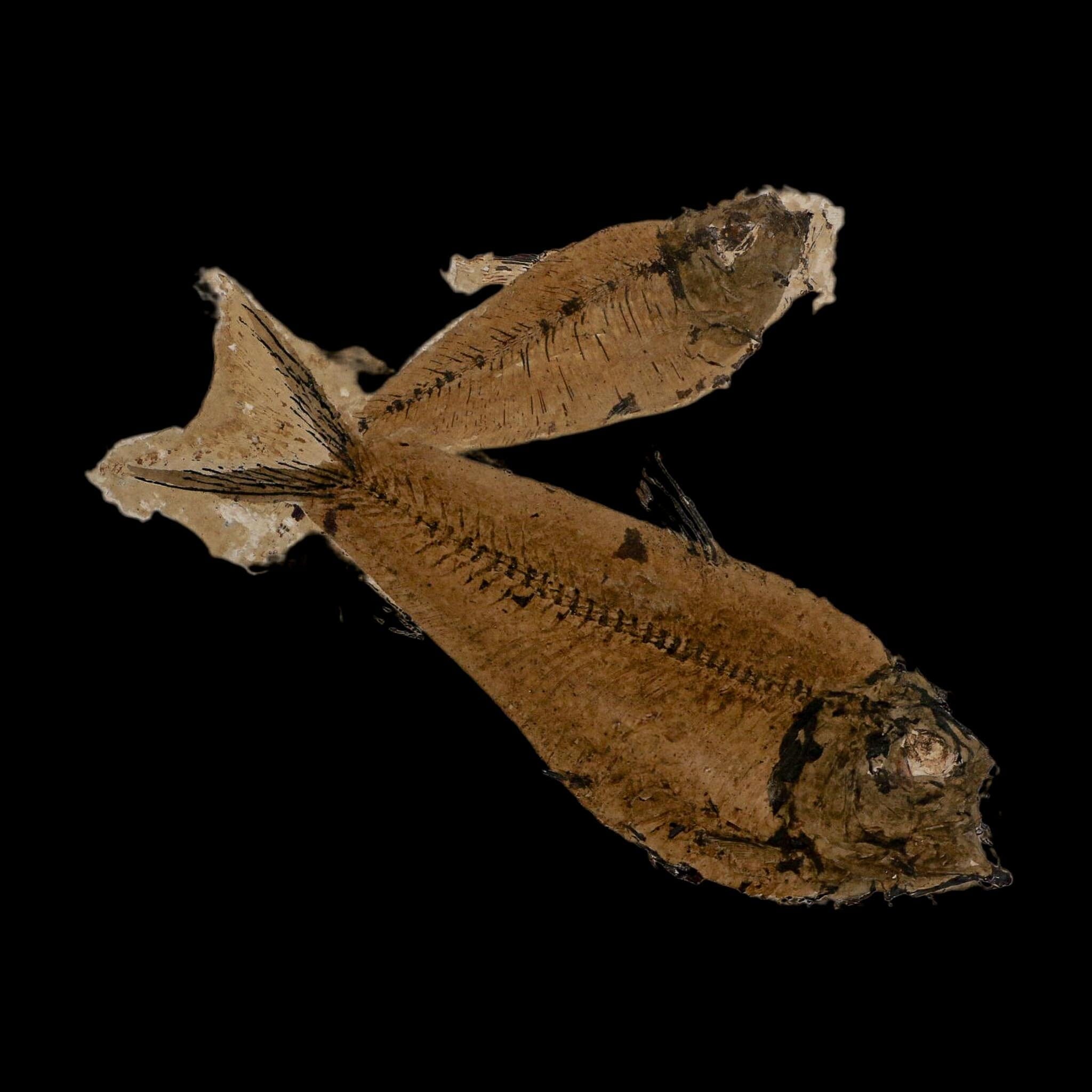 2 Two Diplomystus Dentatus Fossil Fish Green River FM WY Eocene Age COA, Stand - Fossil Age Minerals