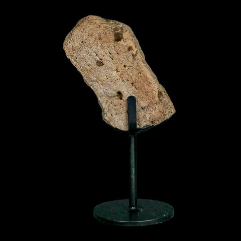 3.1" Triceratops Fossil Frill Edge Blood Groves Hell Creek FM Cretaceous Dinosaur MT COA - Fossil Age Minerals