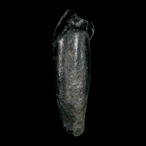 1.3" Tapir Tapirus Veroensis Fossil Tooth Pleistocene Age Withlacoochee River FL Display - Fossil Age Minerals