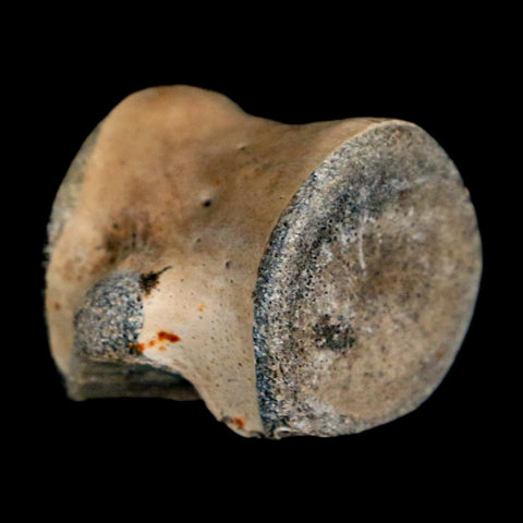 0.8" Champsosaurus Gigas Reptile Fossil Vertebrae Cretaceous Hell Creek FM MT COA