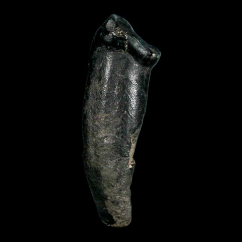 1.3" Tapir Tapirus Veroensis Fossil Tooth Pleistocene Age Withlacoochee River FL Display - Fossil Age Minerals