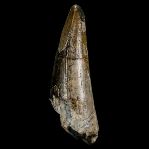 2.4" Sarcosuchus Imperator Crocodile Fossil Tooth Elrhaz FM Cretaceous Niger COA - Fossil Age Minerals