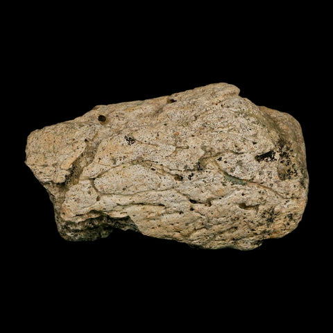 3.1" Triceratops Fossil Frill Edge Blood Groves Hell Creek FM Cretaceous Dinosaur MT COA - Fossil Age Minerals