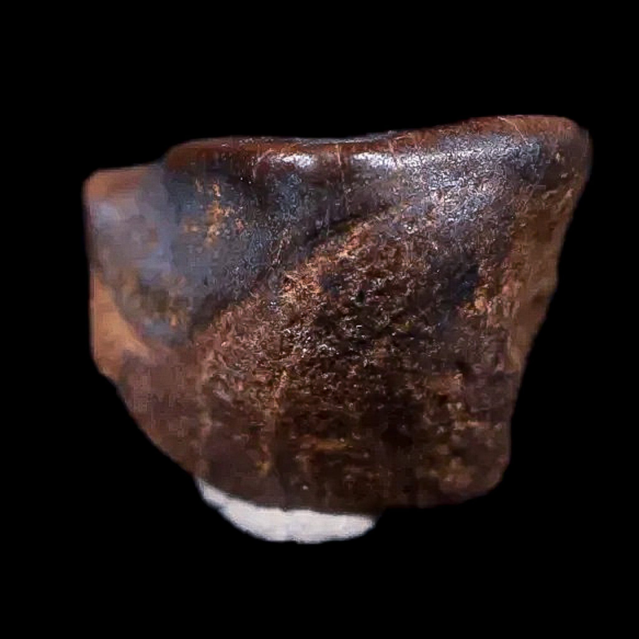 0.4" Chasmosaurus Fossil Tooth Judith River FM Cretaceous Dinosaur MT COA Display - Fossil Age Minerals