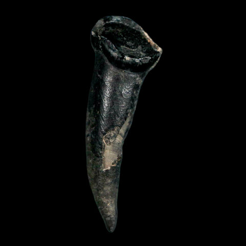 1.3" Tapir Tapirus Veroensis Fossil Tooth Pleistocene Age Withlacoochee River FL Display - Fossil Age Minerals
