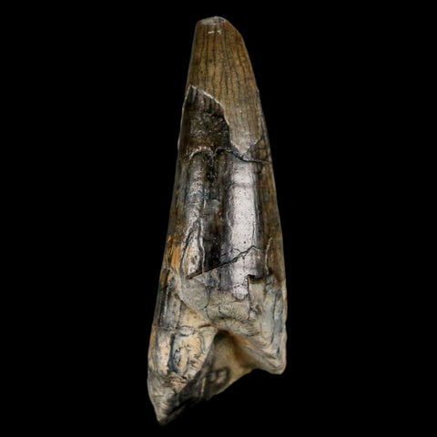 2.4" Sarcosuchus Imperator Crocodile Fossil Tooth Elrhaz FM Cretaceous Niger COA - Fossil Age Minerals