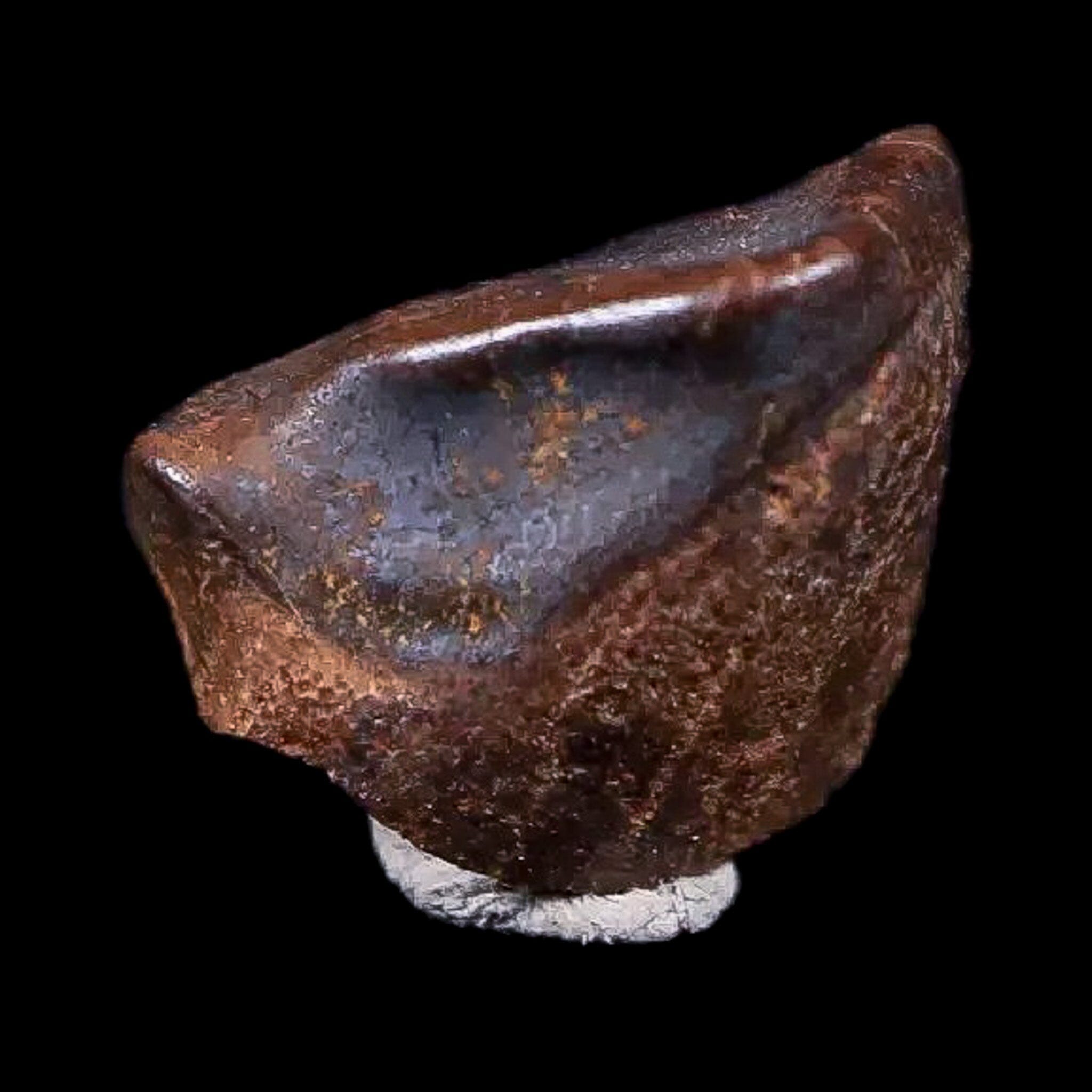 0.4" Chasmosaurus Fossil Tooth Judith River FM Cretaceous Dinosaur MT COA Display - Fossil Age Minerals